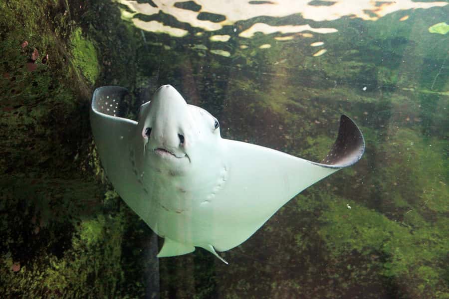 SEA LIFE Sydney Aquarium Entry Ticket - Price and value: is $31 worth it?