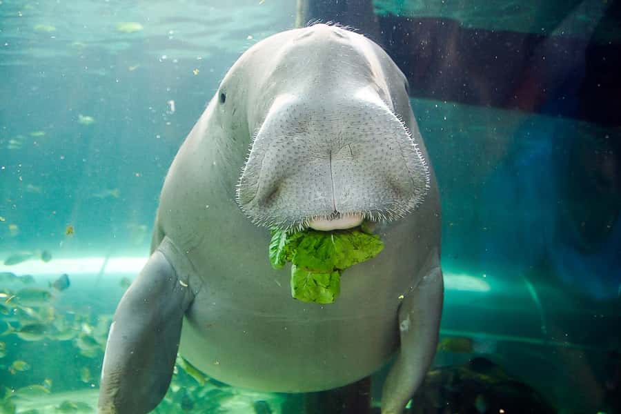 SEA LIFE Sydney Aquarium Entry Ticket - Darling Harbour location: quick hop from Circular Quay