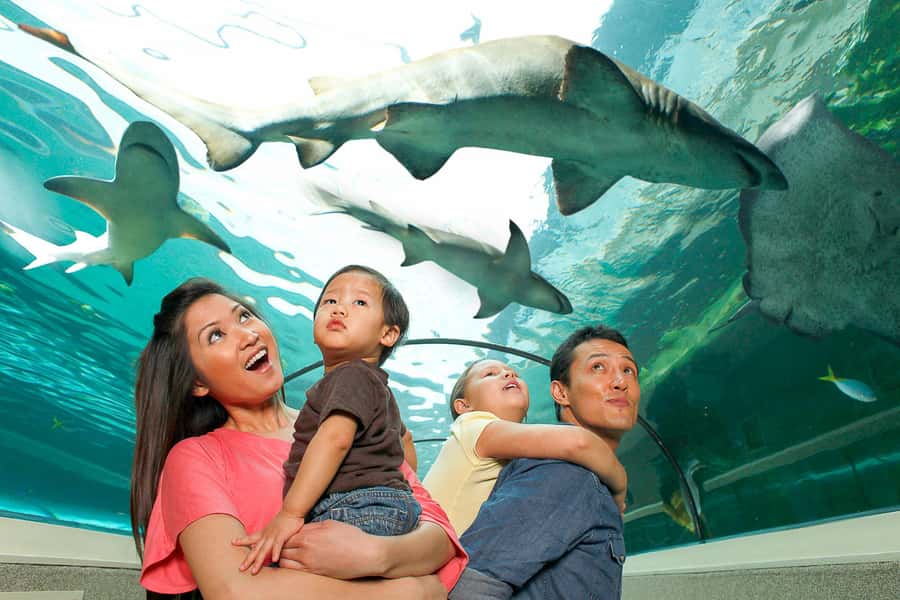 SEA LIFE Sydney Aquarium Entry Ticket - The first wow: walking underwater with sharks and stingrays