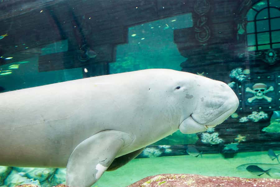 SEA LIFE Sydney Aquarium Entry Ticket - Southern Oceans penguins and the mini boat ride option