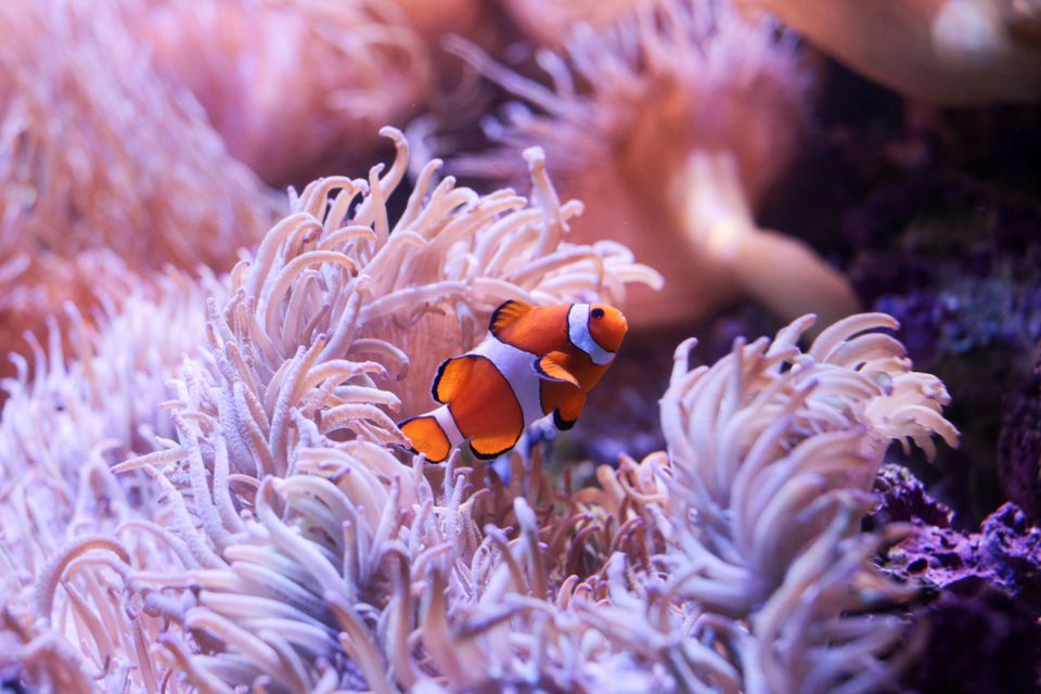 SEA LIFE Sydney Aquarium Entry Ticket - Animal talks and feeding moments: how to catch them