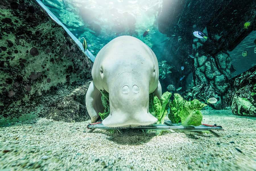 SEA LIFE Sydney Aquarium Entry Ticket - Crowds, rules, and comfort tips that save your day