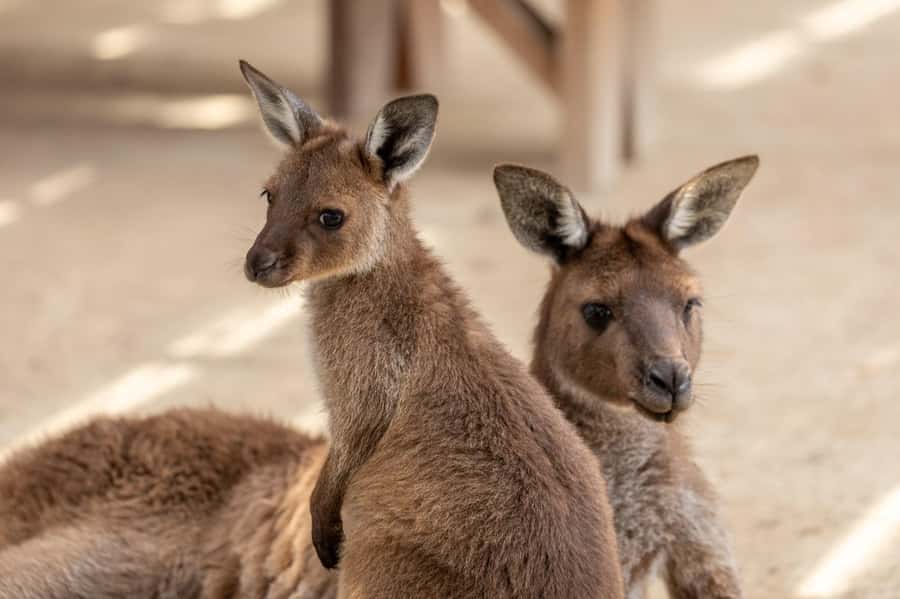 Small Group Blue Mountains, Wildlife & Scenic World Day Tour - The Timing Reality: How a Packed Day Can Still Feel Fair