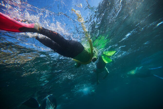 Small Group Manly Snorkel Tour and Nature Walk with Local Guide - Quick reasons this tour works