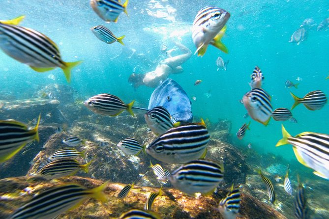 Small Group Manly Snorkel Tour and Nature Walk with Local Guide - The swim test: why it makes shore snorkeling feel easier
