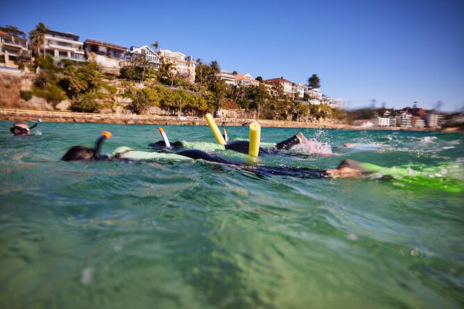 Small Group Manly Snorkel Tour and Nature Walk with Local Guide - Shelly Beach to Manly Beach underwater: what you can actually spot