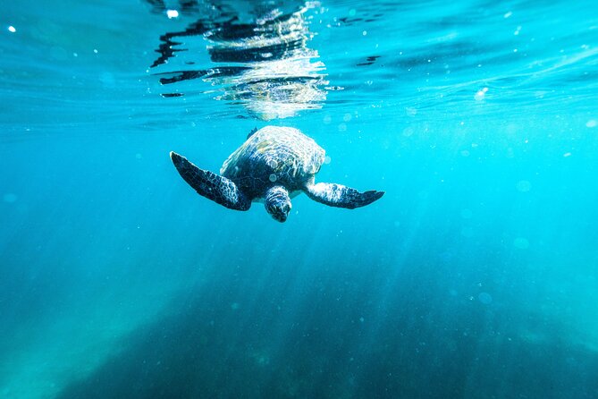 Small Group Manly Snorkel Tour and Nature Walk with Local Guide - Why the small group size (max 8) changes everything