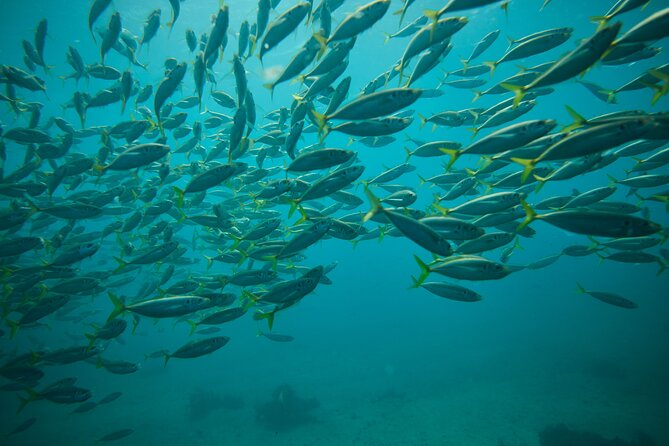 Small Group Manly Snorkel Tour and Nature Walk with Local Guide - Gear, warmth, and comfort: wetsuits are not optional here