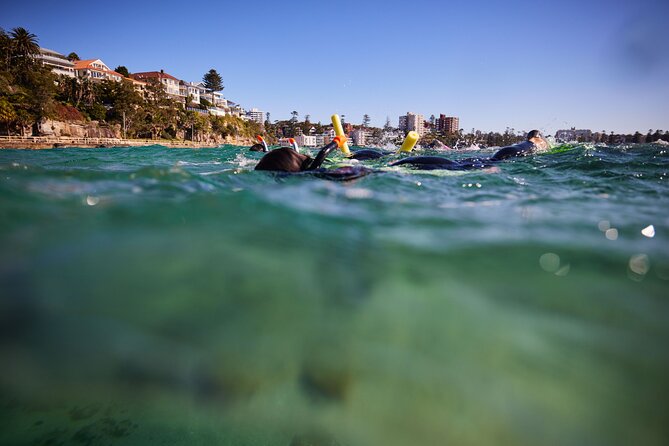 Small Group Manly Snorkel Tour and Nature Walk with Local Guide - The 30-minute headland walk: views plus real habitat education