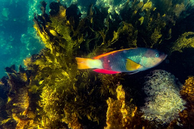 Snorkeling To Discover Sydney's Underwater Wonders - Key things to know before you go snorkeling at Clovelly and Bondi