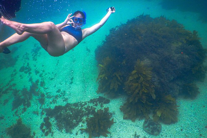 Snorkeling To Discover Sydney's Underwater Wonders - How the guide builds your snorkeling route based on recent activity
