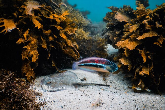Snorkeling To Discover Sydney's Underwater Wonders - Underwater photos and how the small extras make the trip easier