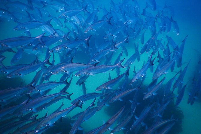 Snorkeling To Discover Sydney's Underwater Wonders - Price of $70.29: where the value is (and where you might spend more)