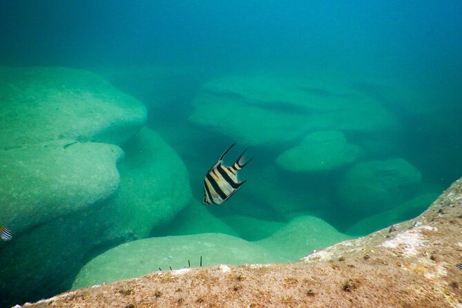 Snorkeling To Discover Sydney's Underwater Wonders - Who this tour suits best at Clovelly and Bondi