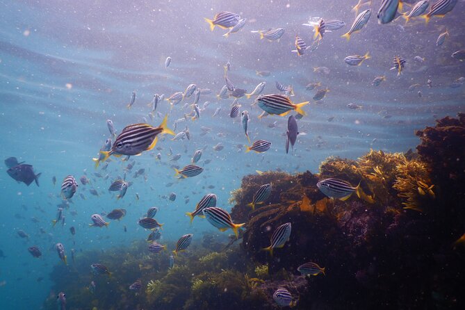 Snorkeling To Discover Sydney's Underwater Wonders - Gear check and safety: what you need before you get in