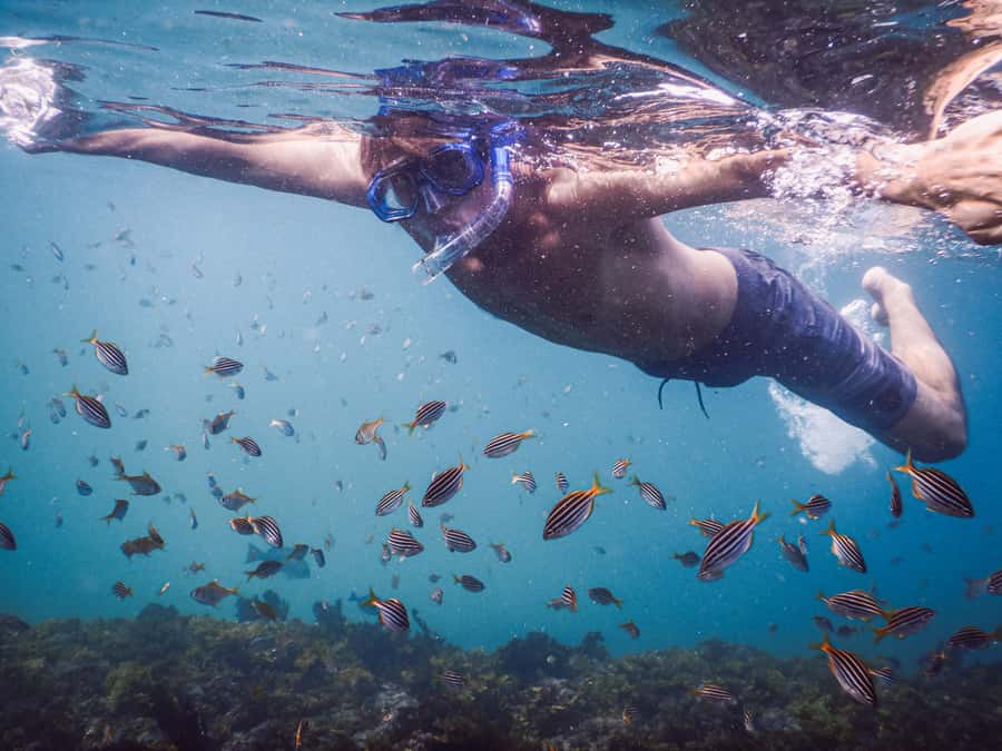 Snorkeling Tour: Discover Sydney’s impressive sea life - Key things that make this snorkeling tour worth your time