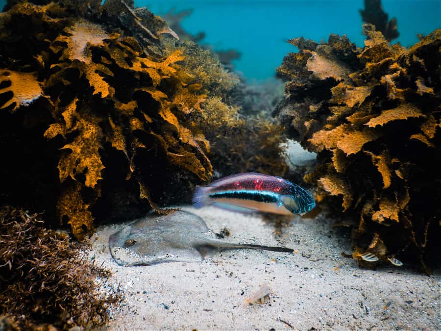 Snorkeling Tour: Discover Sydney’s impressive sea life - Clovelly snorkeling in the Bronte–Coogee Aquatic Reserve