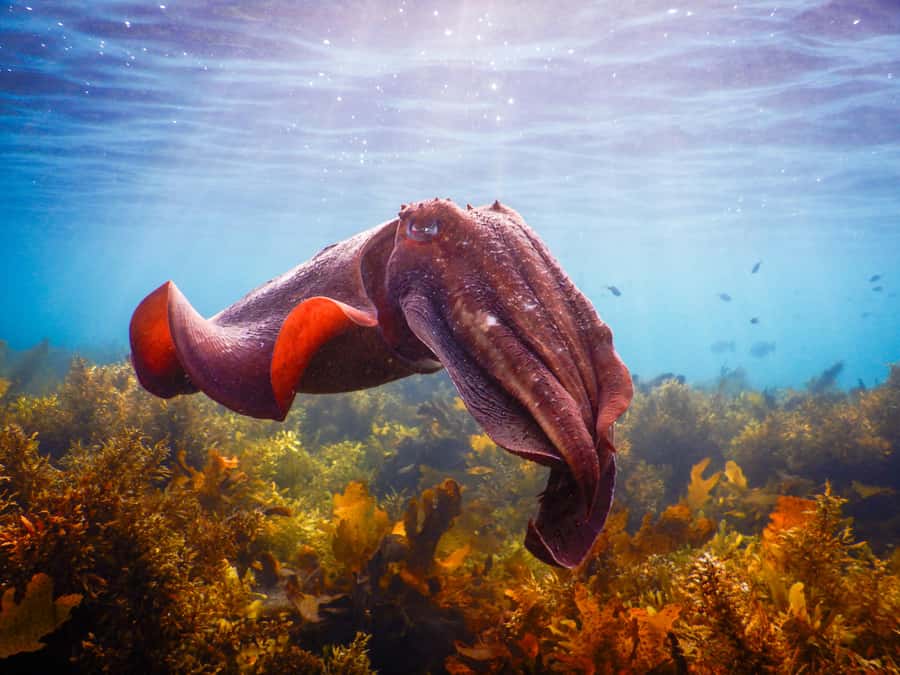 Snorkeling Tour: Discover Sydney’s impressive sea life - From Clovelly Free Car Park to the water: the 90-minute flow