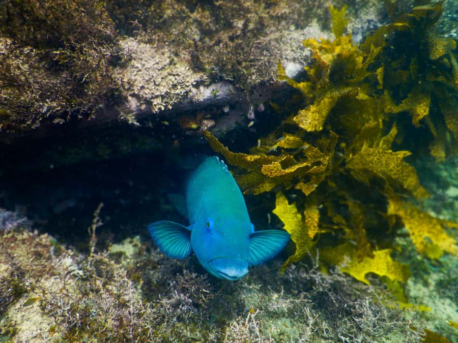 Snorkeling Tour: Discover Sydney’s impressive sea life - Safety briefing: how the team helps you feel steady in real ocean conditions