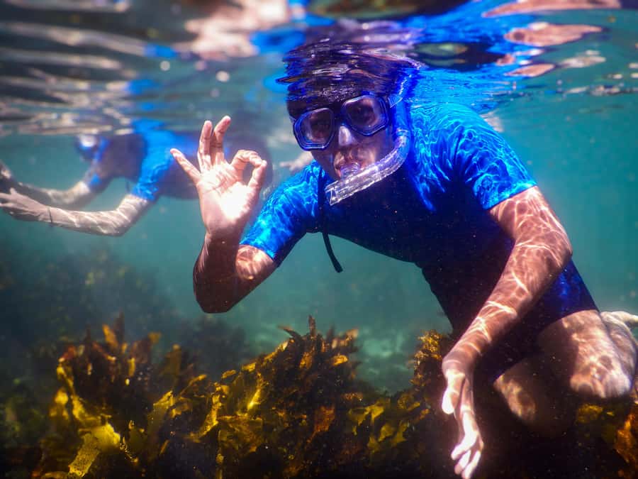Snorkeling Tour: Discover Sydney’s impressive sea life - What’s included for $69: gear, photos, and a first-aid trained guide