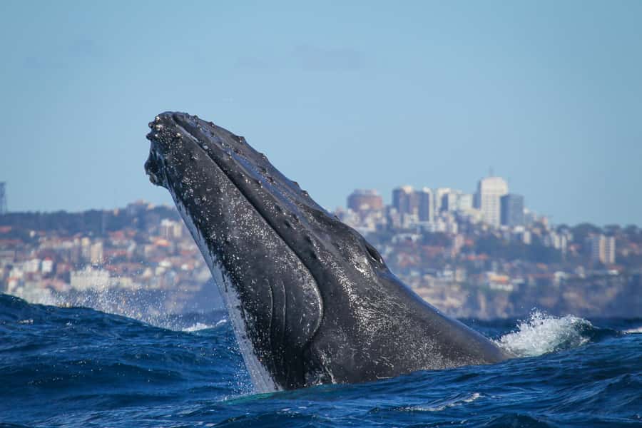 Sydney: 2-hour Express Whale Watching Cruise - Circular Quay to Open Ocean: Why This Cruise Feels Efficient