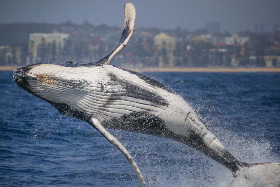 Sydney: 2-hour Express Whale Watching Cruise - Fantasea Crystal On-Board Setup: Where You’ll Want to Sit