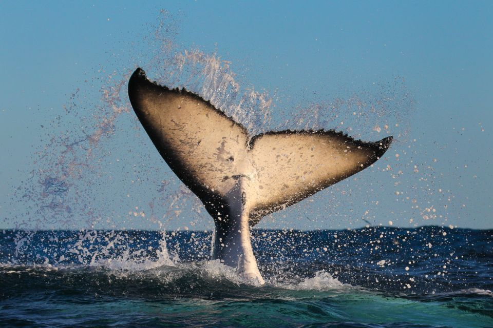 Sydney: 2-hour Express Whale Watching Cruise - What You Might See: Humpbacks, Dolphins, and Sometimes More