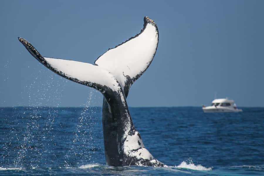 Sydney: 2-hour Express Whale Watching Cruise - Who This Cruise Is Best For (and Who Should Think Twice)