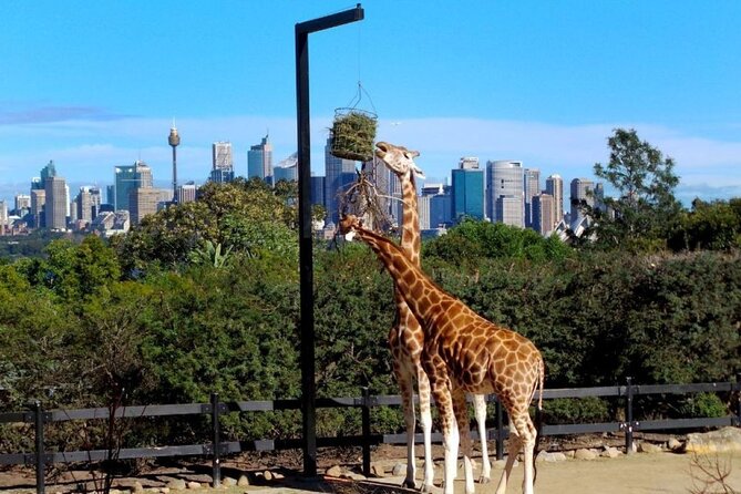 Sydney 3, 5, or 7 Ticket Flexi Pass - Price and value check: when this pass truly saves you money