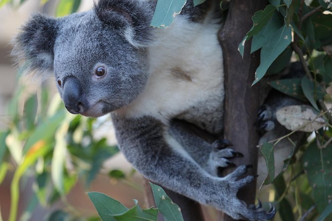 Sydney Attractions Pass: SEA LIFE Aquarium, Sydney Tower Eye, WILD LIFE Zoo and Madame Tussauds - Sydney Attractions Pass: What You’re Really Buying