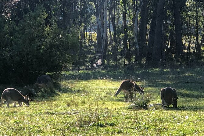 Sydney Blue Mountains Day Tour with Wildlife Park and Waterfalls - Blue Mountains National Park: guided waterfall walking where the effort pays back