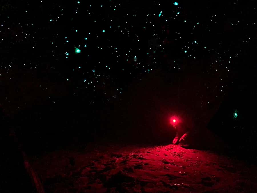 Sydney: Blue Mountains Glow Worms Wild Adventure by Night - Hotel Pickup From Sydney: The “VIP Window” You Should Plan Around