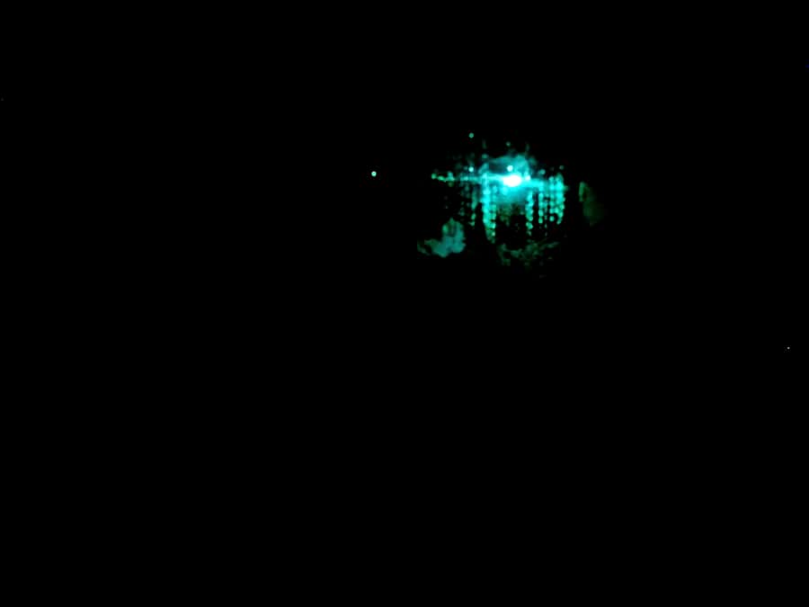 Sydney: Blue Mountains Glow Worms Wild Adventure by Night - Headlamps With Red-Light Mode: Why It Matters on a Night Trail