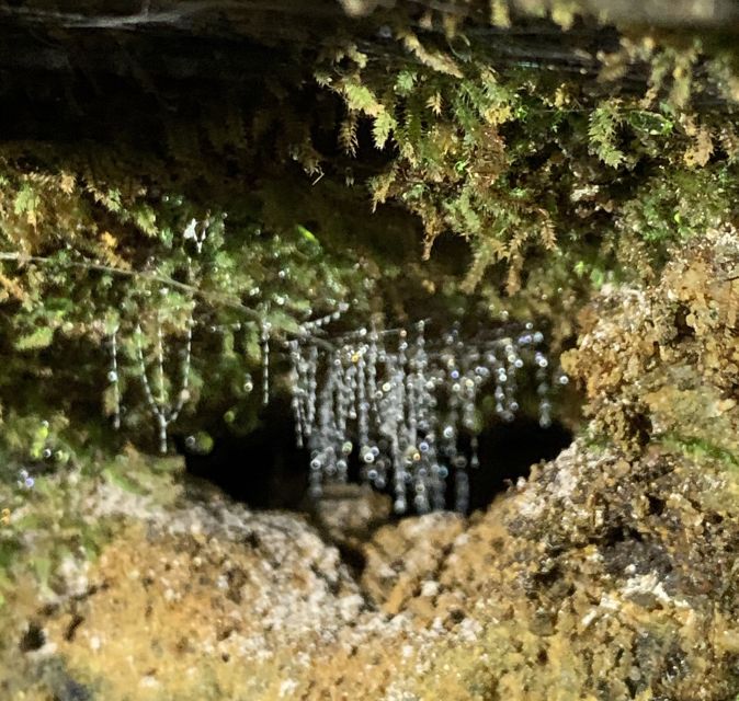 Sydney: Blue Mountains Glow Worms Wild Adventure by Night - The Cave and Waterfall: Where the Glow Worms Feel Like Constellations
