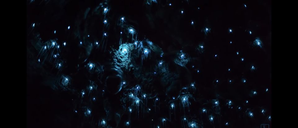 Sydney: Blue Mountains Glow Worms Wild Adventure by Night - Wildlife Spotting and Bush Tucker: Small Learning Moments That Add Up