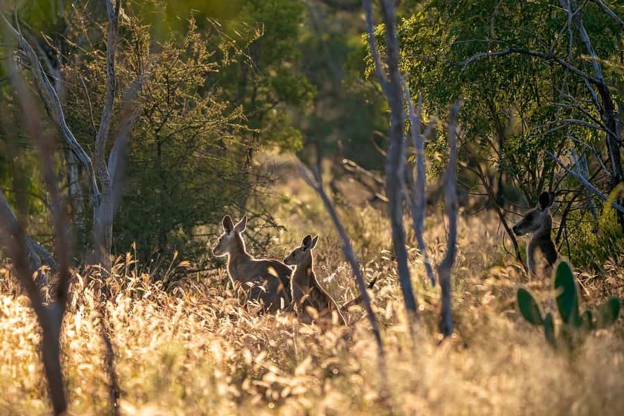 Sydney: Blue Mountains Kangaroos, Wilderness and Sunset Tour - Starting in Circular Quay, ending where the light turns gold