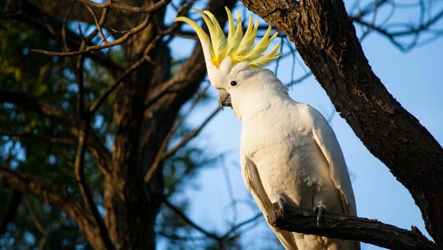 Sydney: Blue Mountains Kangaroos, Wilderness and Sunset Tour - What to bring for a 15–20,000 step day