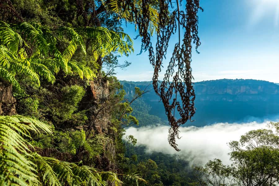 Sydney: Blue Mountains Late Start: Walks, Wildlife & Dinner - Lunch at Wentworth Falls: The Food Break That Actually Fits the Walk
