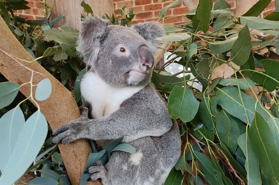 Sydney: Blue Mountains Late Start: Walks, Wildlife & Dinner - Megalong Valley Wildlife Viewing and Scenery Stops