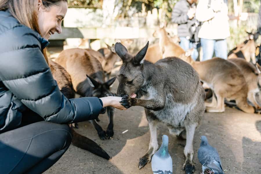 Sydney: Blue Mountains Scenic World, Wildlife Park and Lunch - One-Day Blue Mountains From Sydney: what this tour gets right