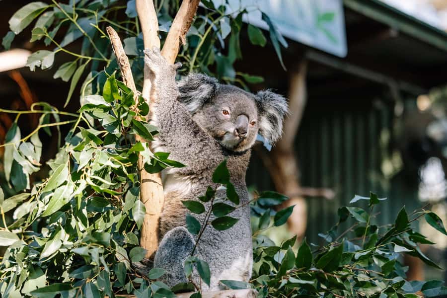 Sydney: Blue Mountains Scenic World, Wildlife Park and Lunch - Practical tips so your day runs smoother