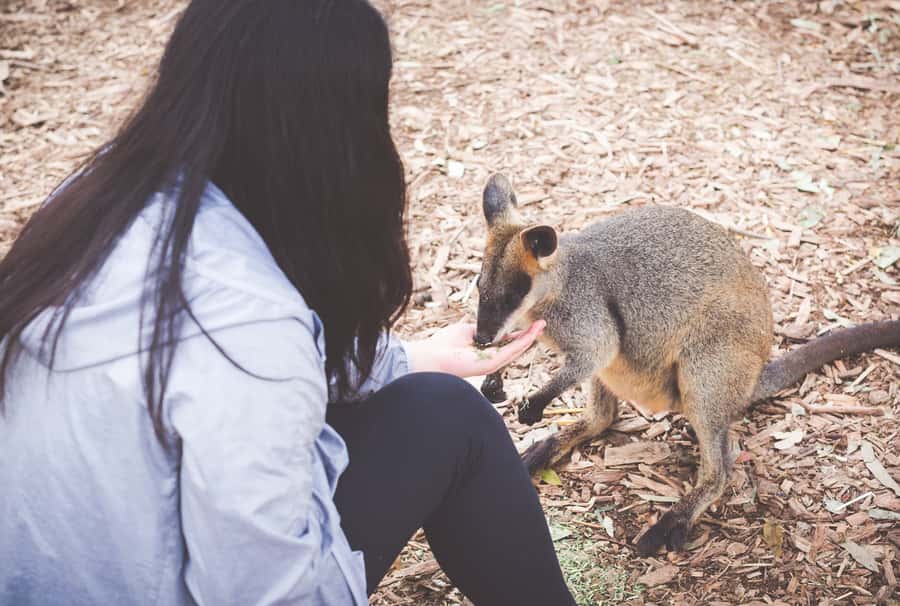 Sydney: Blue Mountains Wildlife & Bushwalk Small-Group Tour - Sydney pickup and the rhythm of an 11-hour day