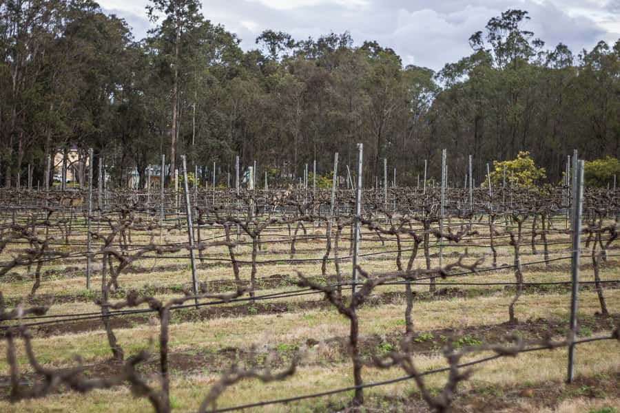 Sydney: Chef-Led Hunter Valley Food & Wine Tour - Three boutique wineries plus a chef-designed degustation lunch