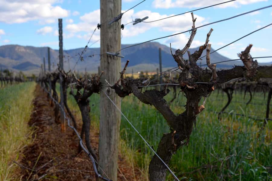 Sydney: Chef-Led Hunter Valley Food & Wine Tour - The optional chocolate tasting and the sweet finish
