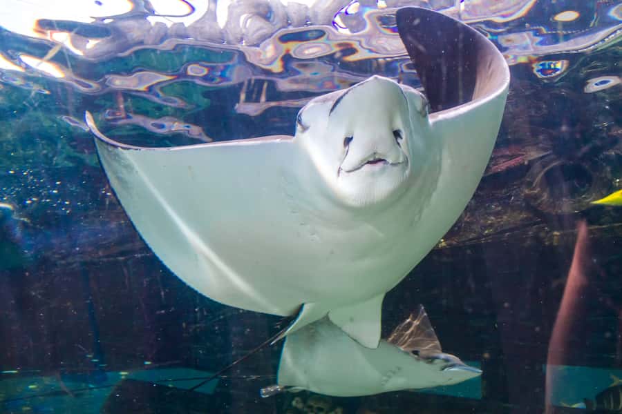Sydney: Combo Pass for 2, 3, or 4 Top City Attractions - Madame Tussauds: A Weather-Proof Break That’s Actually Fun