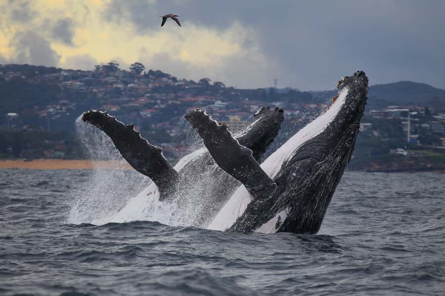 Sydney: Discovery Whale Watching Tour by Catamaran - Key things to know before you go