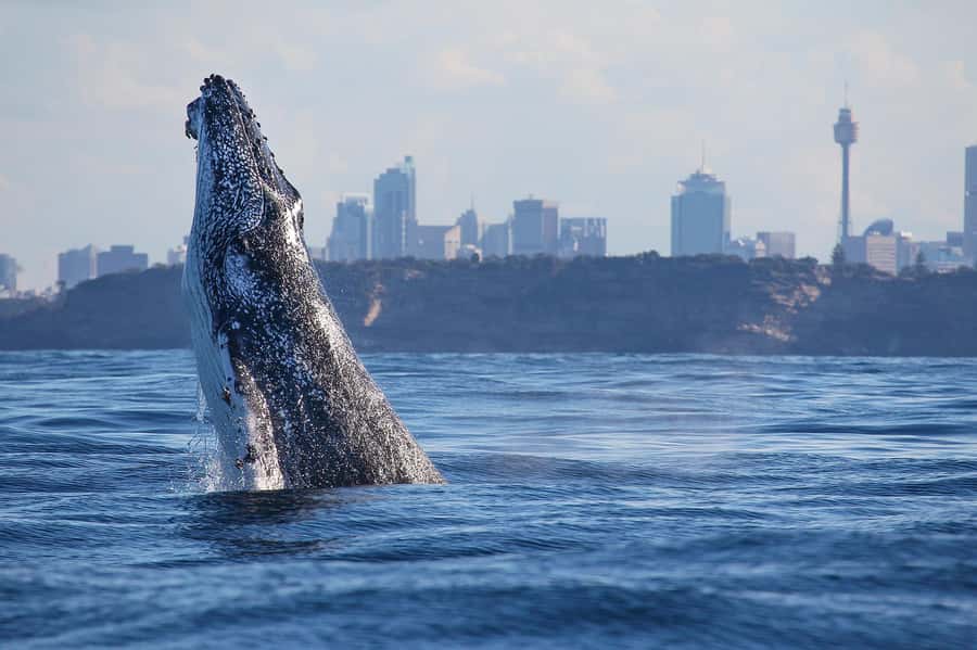 Sydney: Discovery Whale Watching Tour by Catamaran - Fantasea Avalon and the 30-minute sprint that changes everything