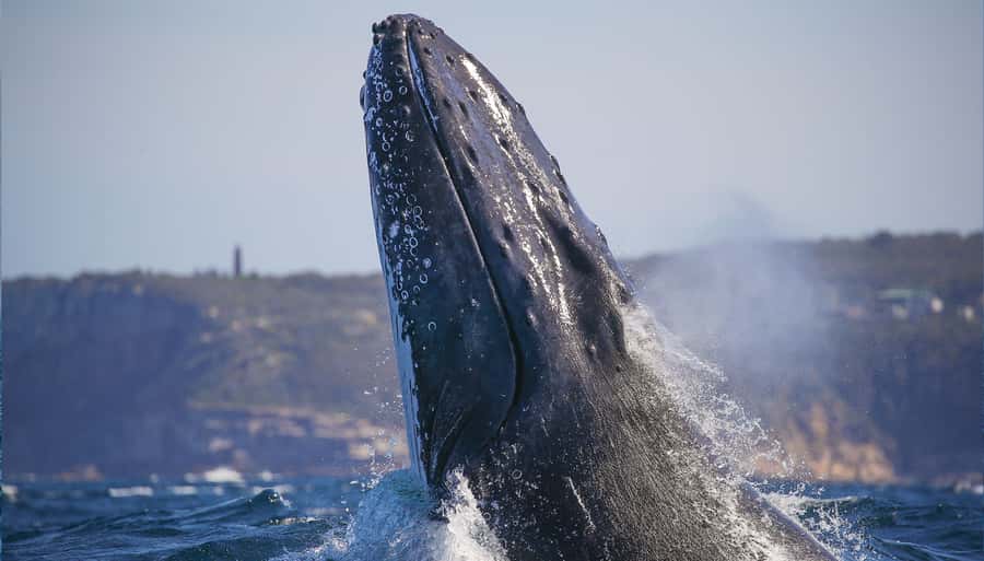 Sydney: Discovery Whale Watching Tour by Catamaran - Onboard layout: two decks, panoramic windows, and smart spots to watch