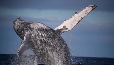 Sydney: Discovery Whale Watching Tour by Catamaran - Getting to Aquarium Wharf at Darling Harbour without the stress