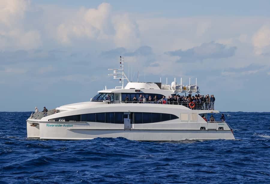Sydney: Discovery Whale Watching Tour by Catamaran - The live guide and the on-board “spotting” game